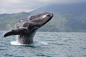 Paradise Breezes - WHALE WATCHING